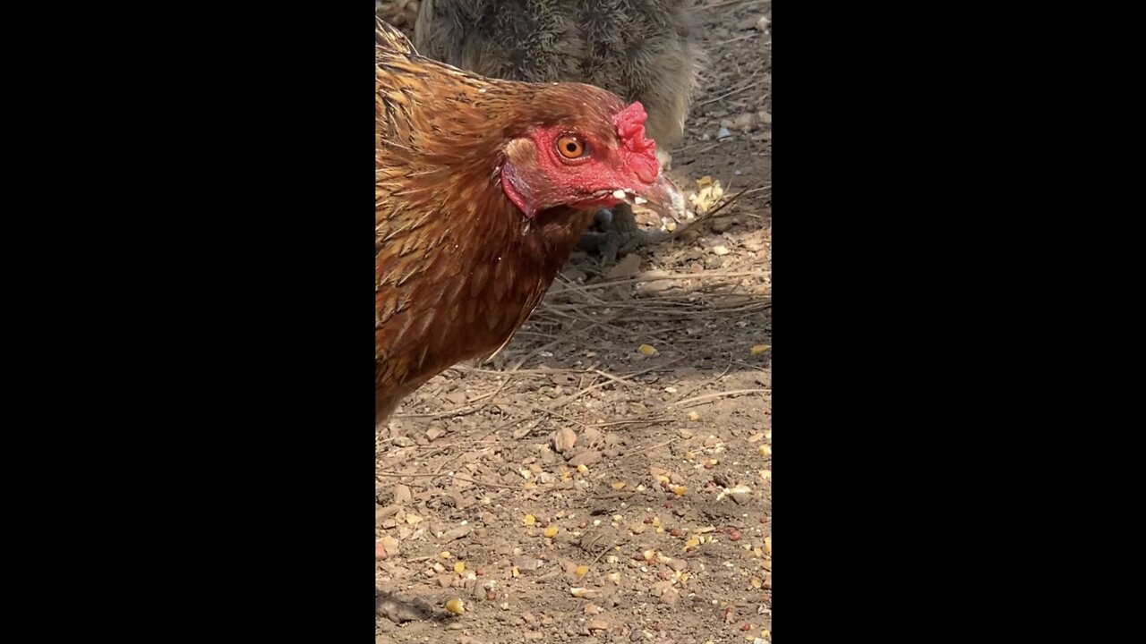 Chickens loves potato salad