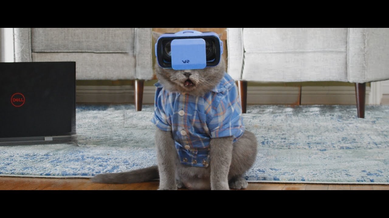 Cat testing VR