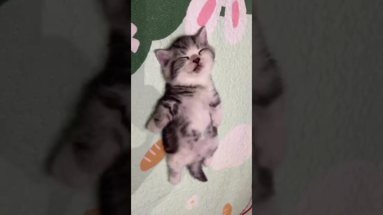 Cute Funny Cat - 90 #shorts #funny #animals