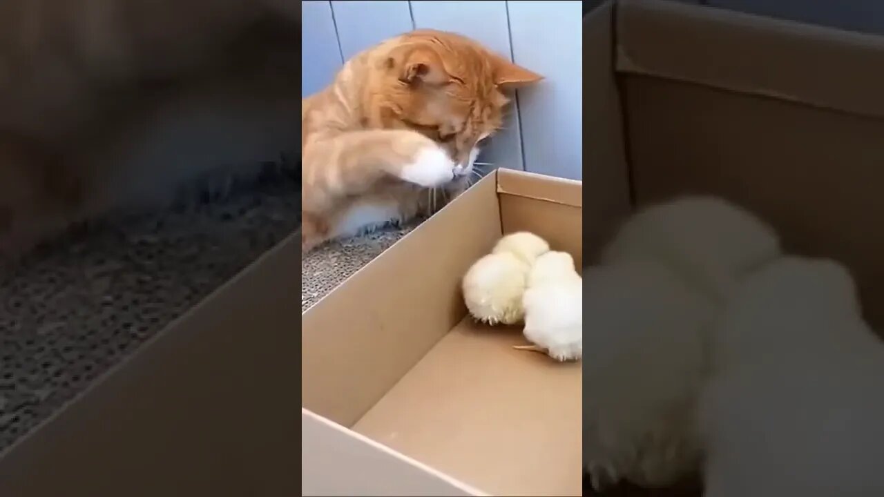 funny chicken||funny cat||cat and chicken||#gigox #shorts #viral #animals