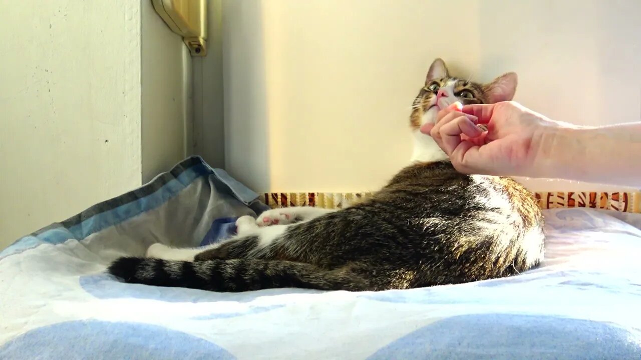 Kitten Has Shiny Fur