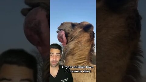 Camels Extra Organ