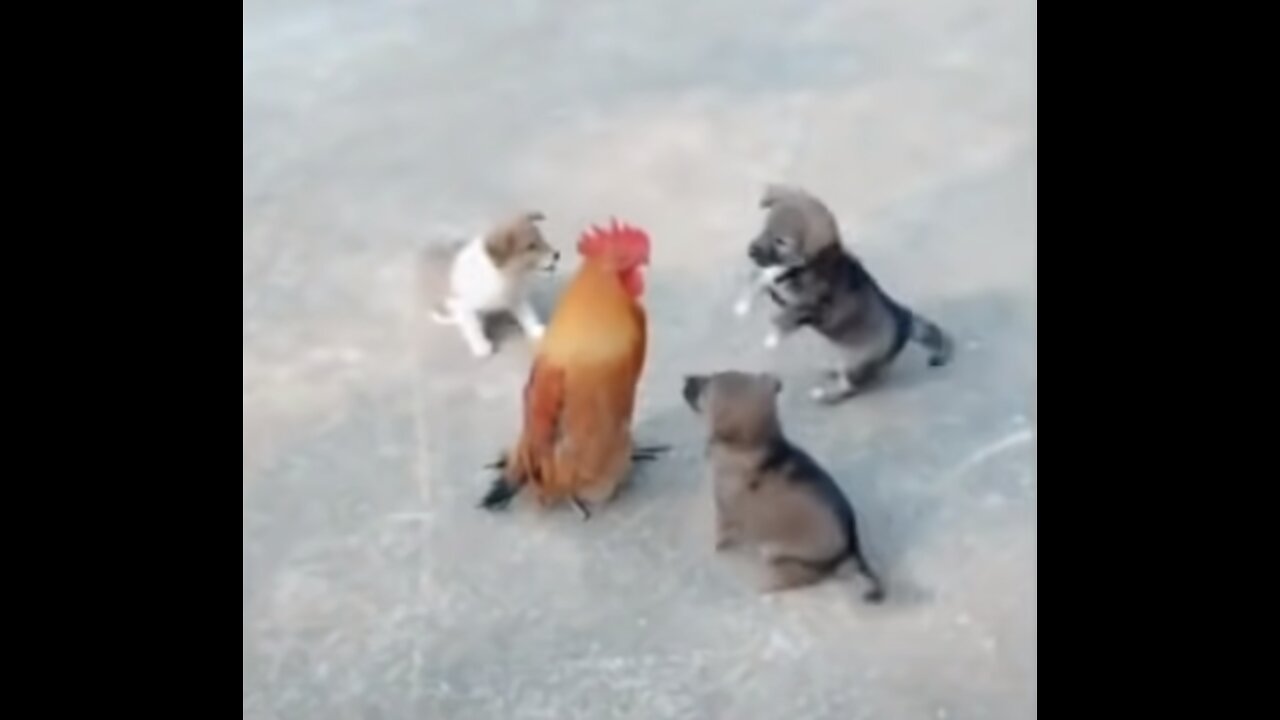 Dog vs Chicken - Funny Compilation