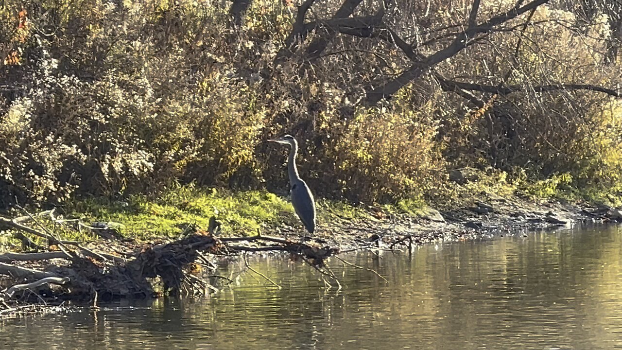 Great Blue Heron different angles