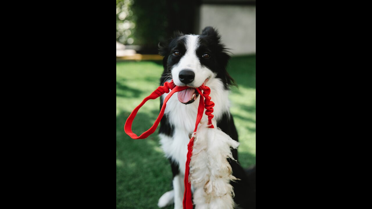 dog playing with the owner