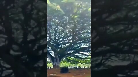 Massive tree over a cemetery. #shorts