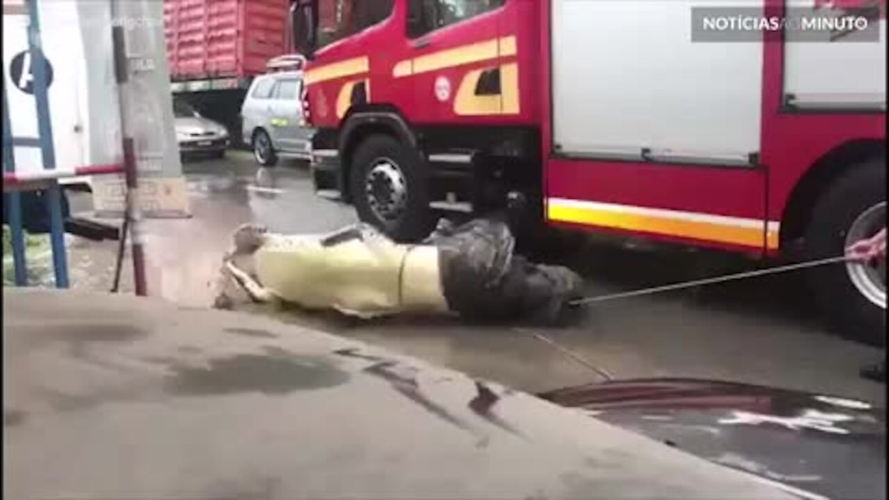 Monstro! Crocodilo gigante capturado na Malásia