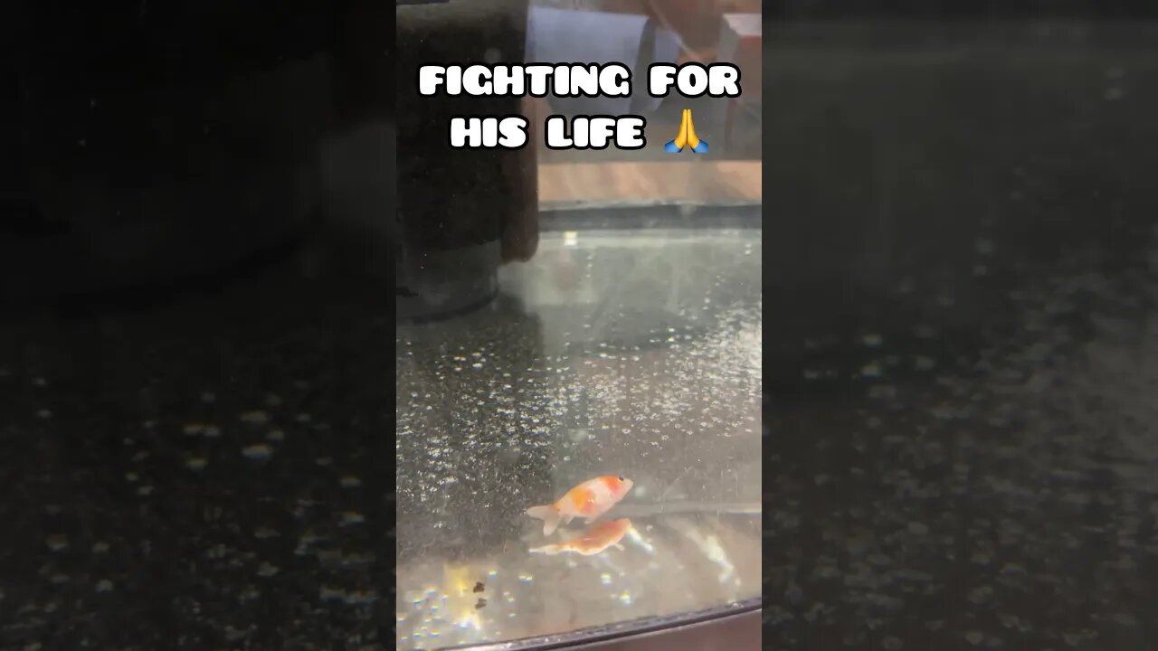 BABY RANCHU FIGHTING FOR HIS LIFE ☹️🙏 #fancygoldfish #fishtank #ranchugoldfish #goldfish