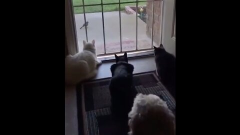 3 Cats at the door and a Dog… how will it end?