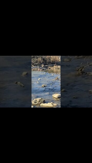 Soothing Sounds of Small Brook #shorts #naturesounds #naturesoundsforsleeping