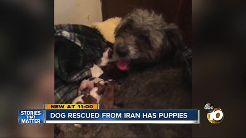 Dog rescued from Iran has litter of puppies