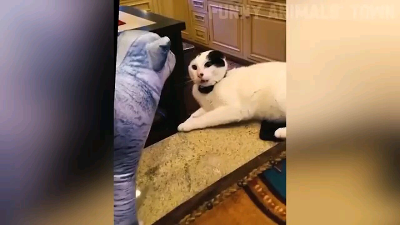 Funny animal video