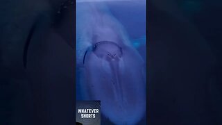 This blue whale looks like a giant sea monster #shorts #sea #whale #animals #giant