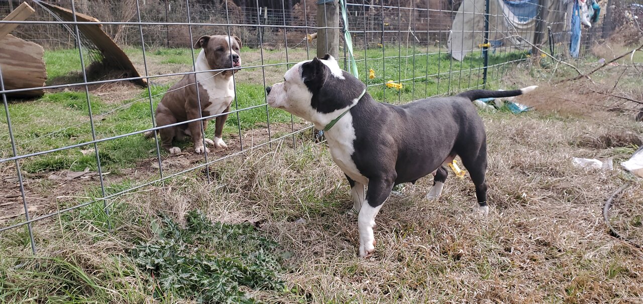 2Fac 🐼 is one of the biggest American Bullies Females Msu Bully Farm ever produced.