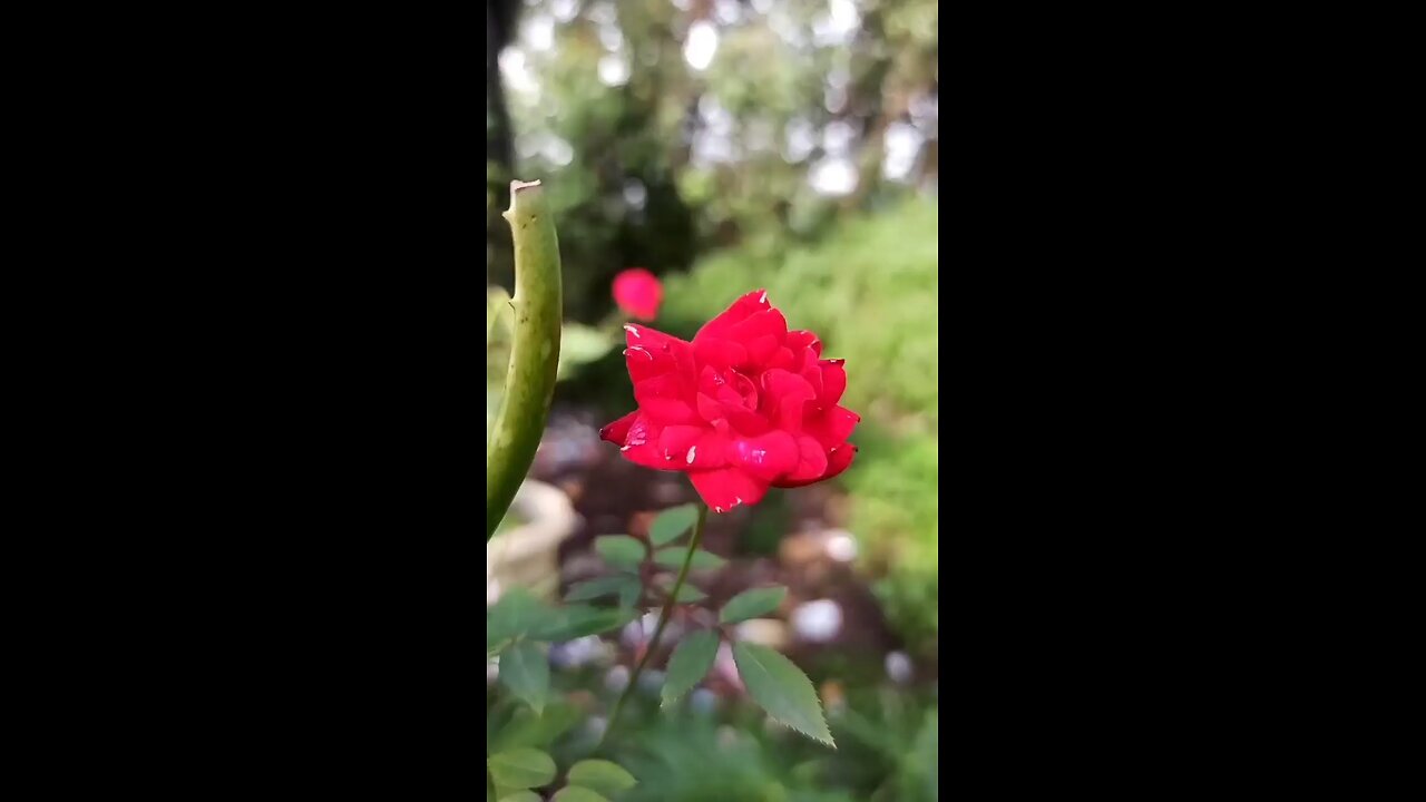 Red Rose