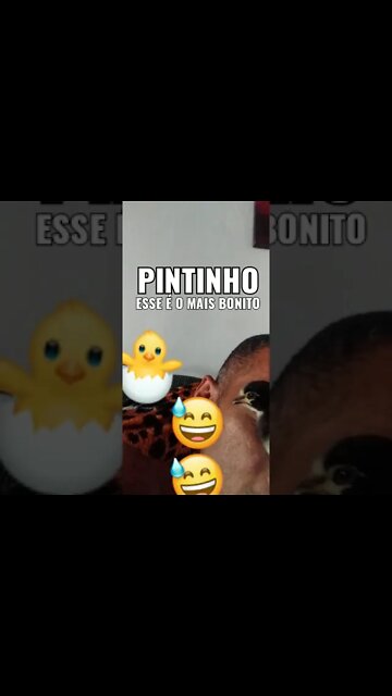 Pintinho o mais bonito