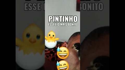 Pintinho o mais bonito