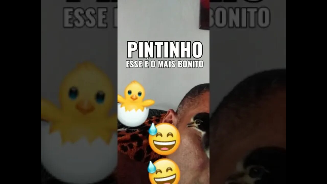 Pintinho o mais bonito