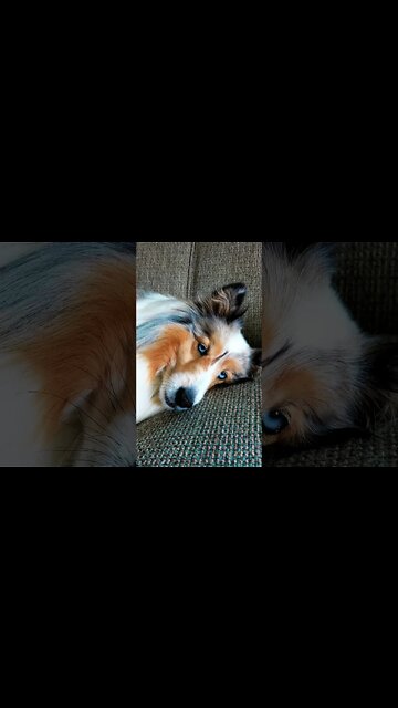 Emma The Sheltie Is Taking Up The Sofa Shes Just Relaxing