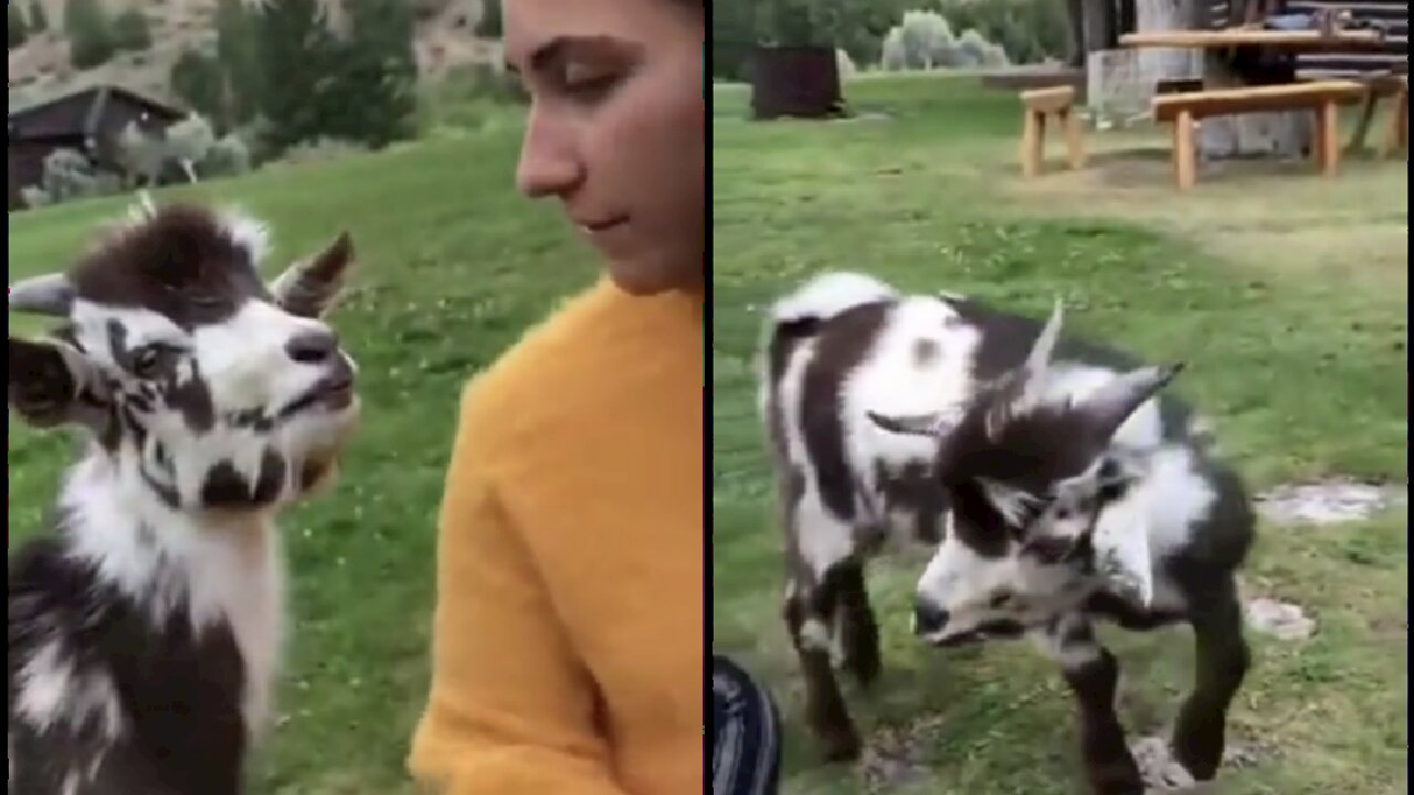 Cute funny lamb fun with big girl and talk to her how sweet