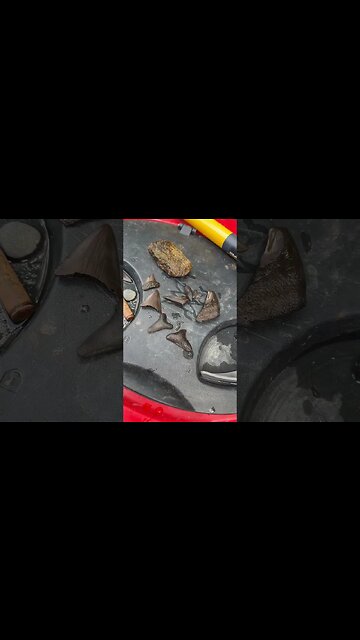 Shark teeth fossils 3 #coin #relic #warof1812 #coins #treasure #arrowhead #sharkteeth #buttons