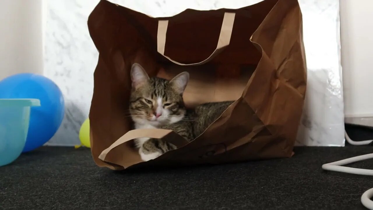 Funny Cat Loves to Sit in a Paper Bag