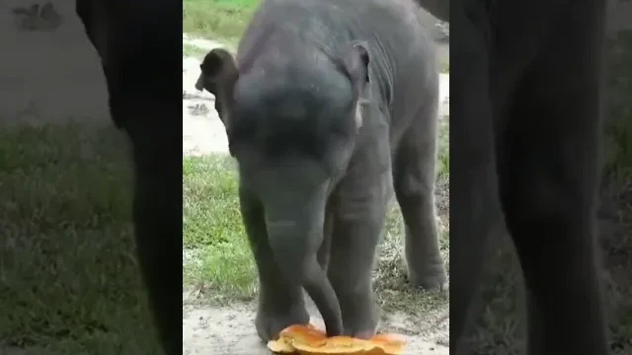 Elephant playing trick #shorts #funny