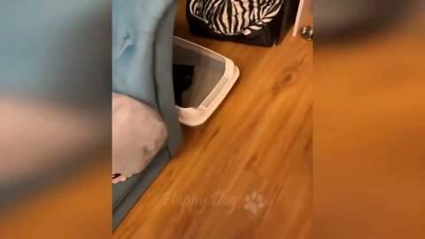 Funny animal videos Funny cats dogs Funny animals 247 ~~ 16