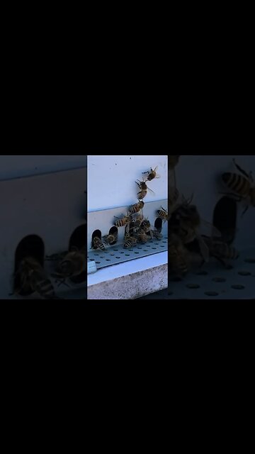 Witness the Surprising Defence Tactics of Honey Bees Against Robbers!