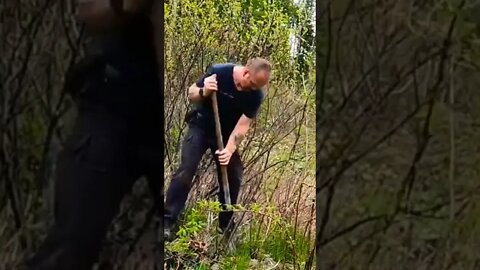 Digging in the strawberry patch. #shorts #digging