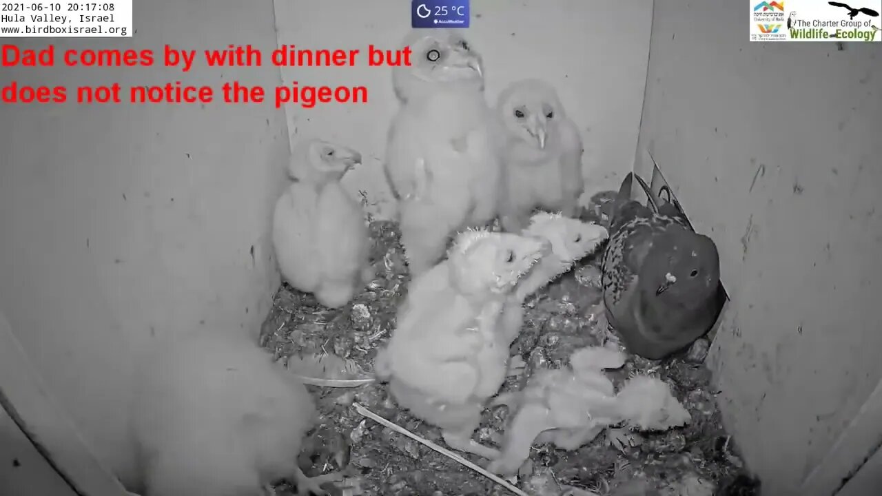 Must watch the dramatic ending Wild pigeon lays egg in active barn owl next to 7barn owl nestlings