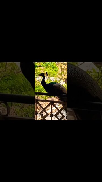 kala kala #youtubeshorts #shorts #youtube #shortvideo #shortyoutube