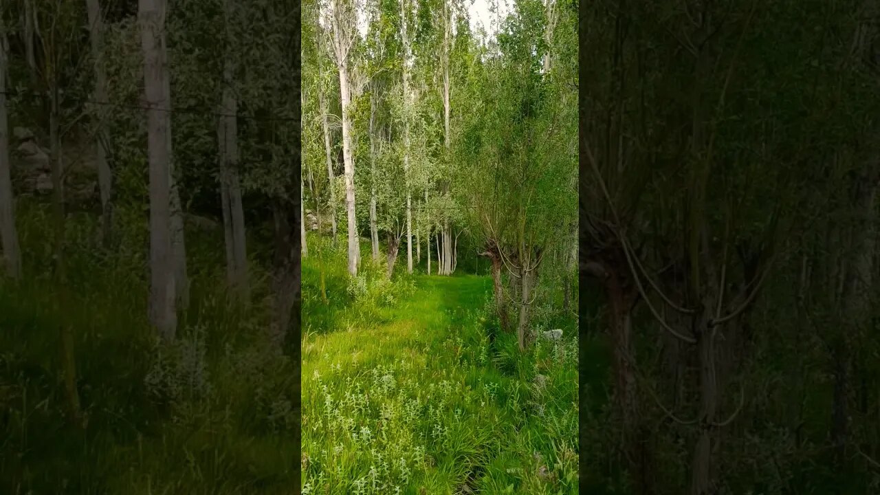 bhaar #nature #spring