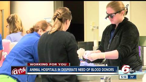 Blood Bank at IndyVet is in short supply