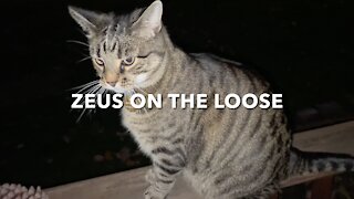 Zeus On The Loose