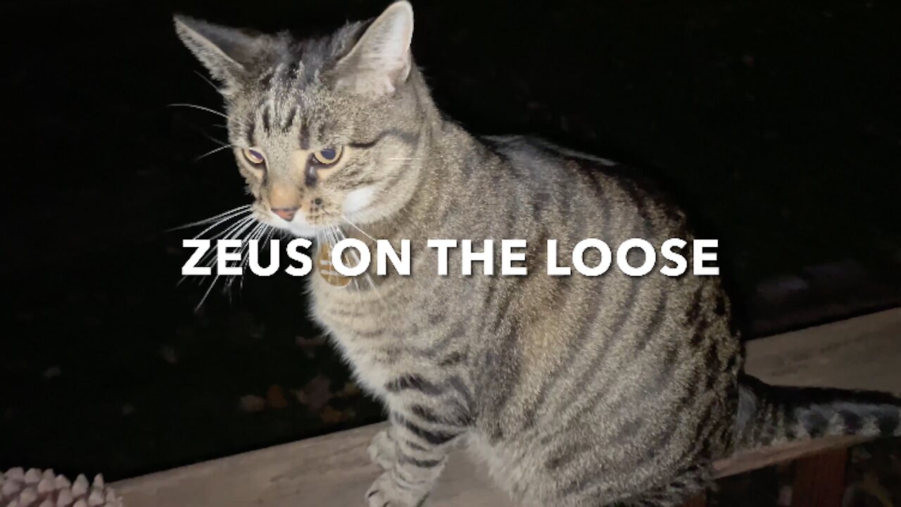 Zeus On The Loose