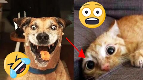 😂 Most Funny Pets 🐱🐶 Compilation | V 05 | Every Pet's