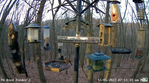 PA Feeder 2 - Scary Nuthatch!