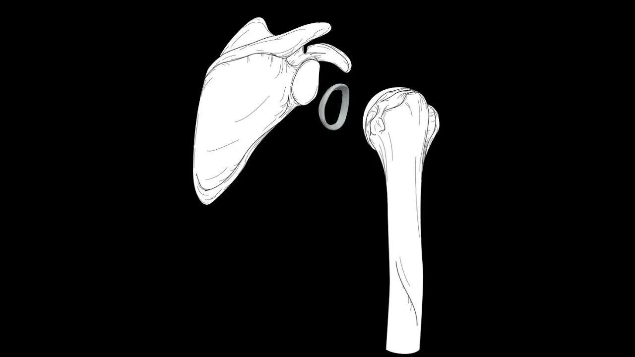 Glenohumeral joint: Structure and actions