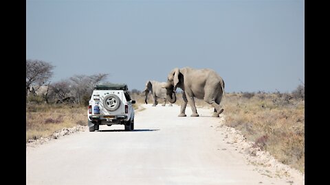 Track to Encounter an Elephant