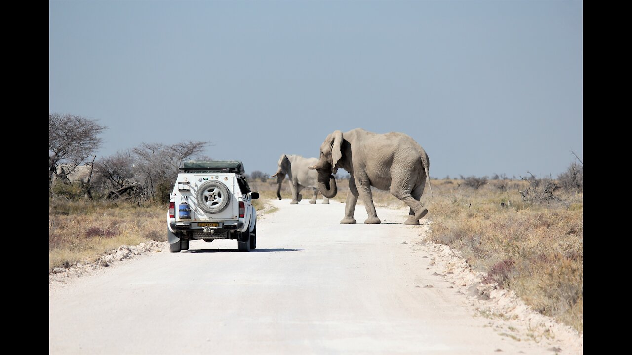 Track to Encounter an Elephant