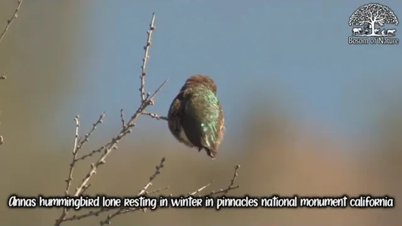 Annas hummingbird lone resting in winter in pinnacles national monument california