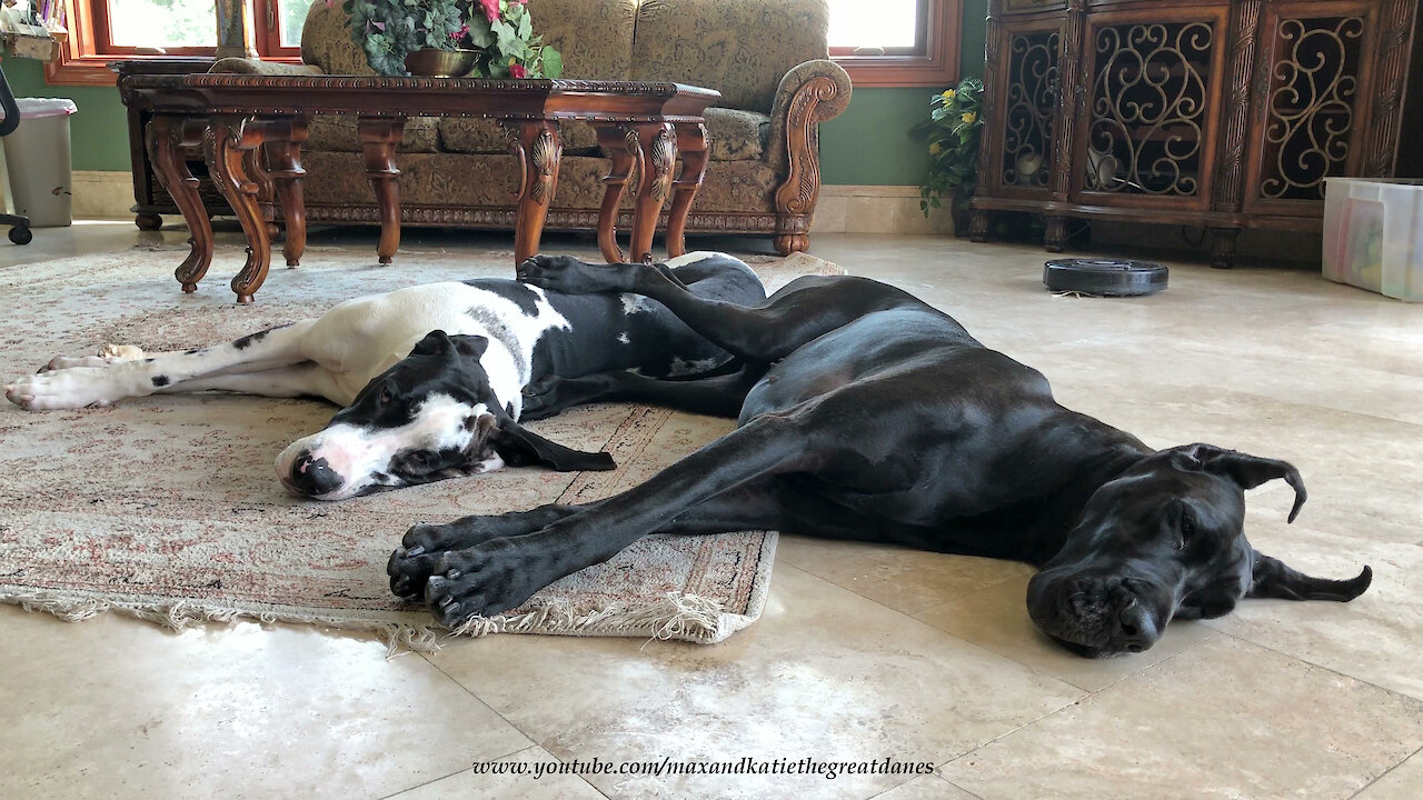 Affectionate Great Danes Love To Snuggle