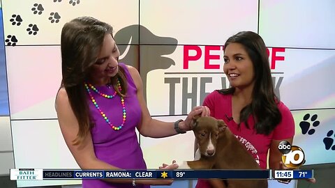 Pet of the Week_Gypsy