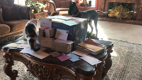 Great Dane and Cats Thank You for Sympathy Cards From You Tube Friends