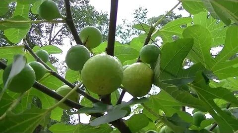 Heavy producing fig trees loaded with fruit