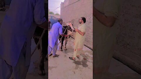 qurbani #youtubeshorts #vlogger #youtubeshorts #shortsviral #entertainment #enjoy