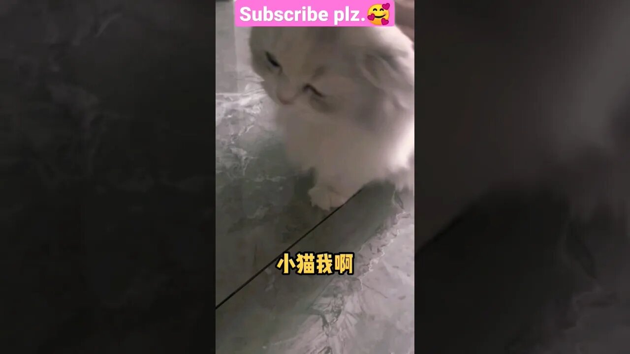 So Cute Cat || 46- 🐱😽🥰|| #shortsfeed #cat #youtubepets