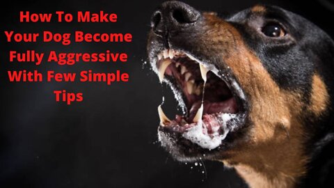 How To Make Your Dog Become Fully Aggressive With Few Simple Tips