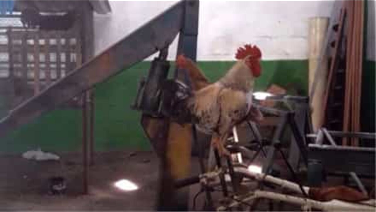 This rooster sounds like an evil genius